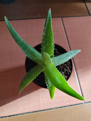 Aloe maculata Kopie
