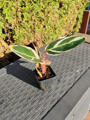 Calathea triostar