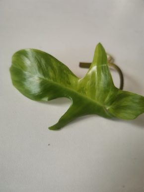 Philodendron florida beauty