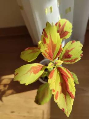 Coleus (kopřiva)