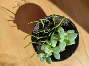 Rhipsalis mini