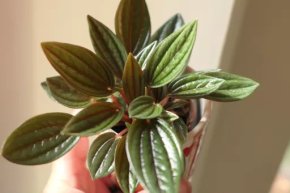 Peperomia Rosso, pepřinec .malá sazenice
