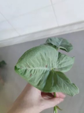 Syngonium Milk Confetti