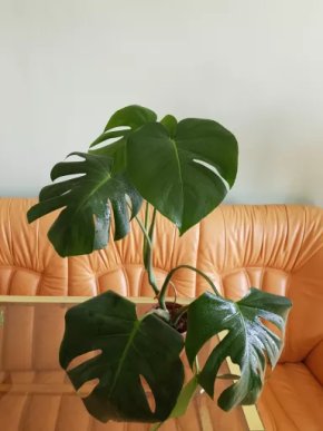 Monstera Deliciosa