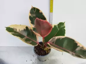 Ficus elastica robusta Belize (panašovaný červený)