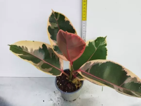 Ficus elastica robusta Belize.webp