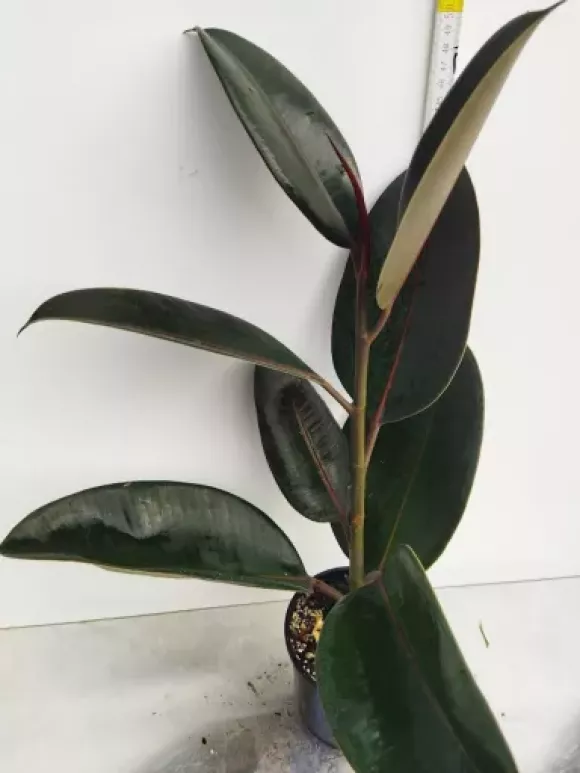 Ficus elasrica Abijan.webp