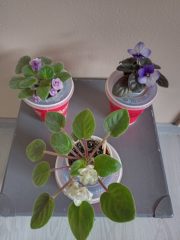 IMG_20231004_122243.jpg