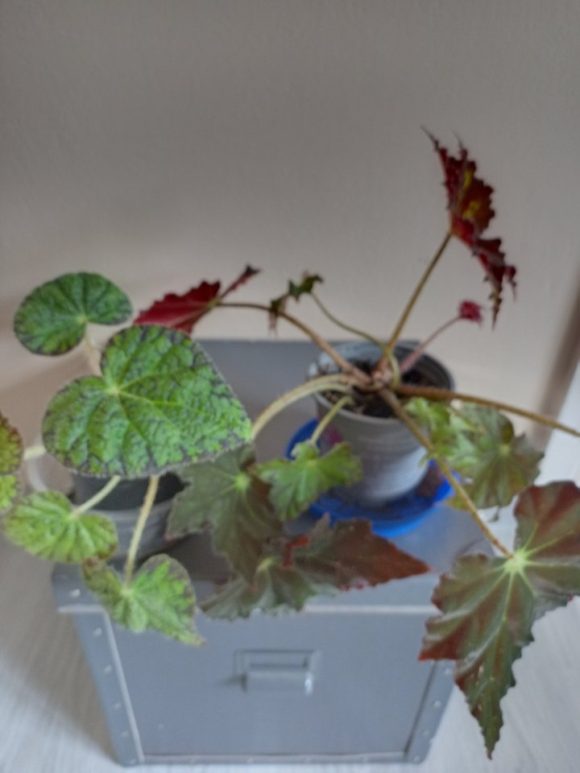 IMG_20231004_142514.jpg