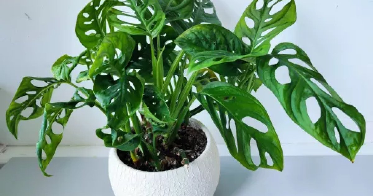 Monstera 'Monkey mask' | Aukce rostlin