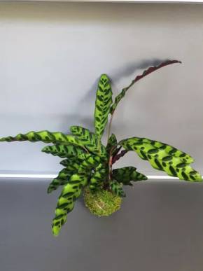 Kokedama Lancifolia mech