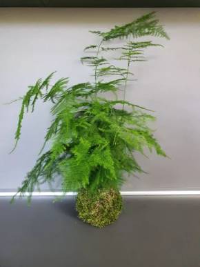 Kokedama Asparagus mech