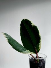 IMG_5996.jpeg