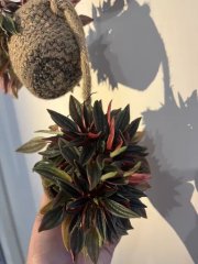 IMG_1166.jpeg