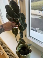 IMG_1158.jpeg