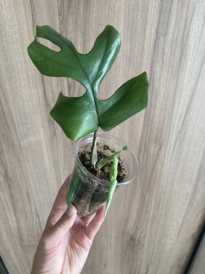 Monstera Minima/Rhaphidophora tetrasperma