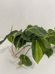 IMG_5629.jpeg