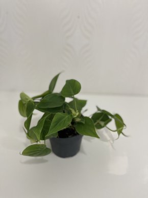 Philodendron scandens