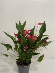 IMG_5636.jpeg