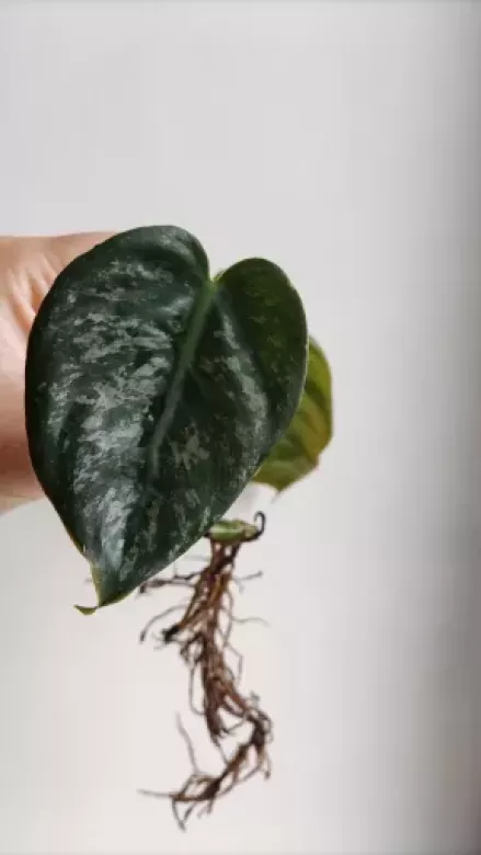 Philodendron brandtianum wild form | Aukce rostlin