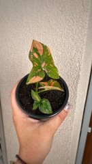 IMG_5779.jpeg