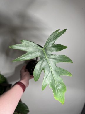 Philodendron radiatum