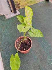 IMG_20231010_090544.jpg