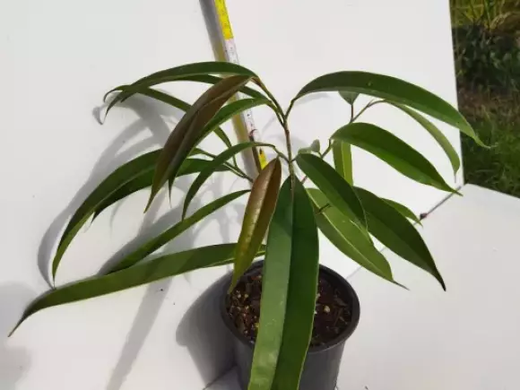 Ficus macllandii Bin Alli.webp