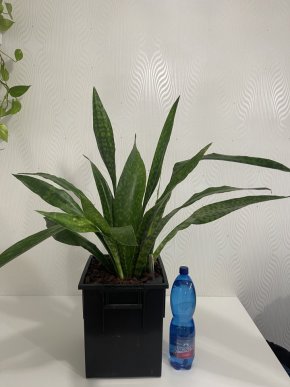 Tchynin jazyk sansevieria
