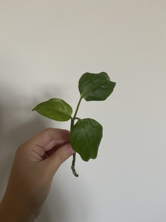 IMG_4010.jpeg