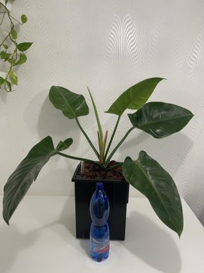 Philodendron imperial green