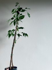 IMG_6076.jpeg
