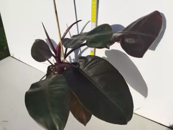 Philodendron Imperia Red.webp