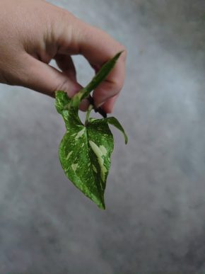 Syngonium Red Spot Tricolor