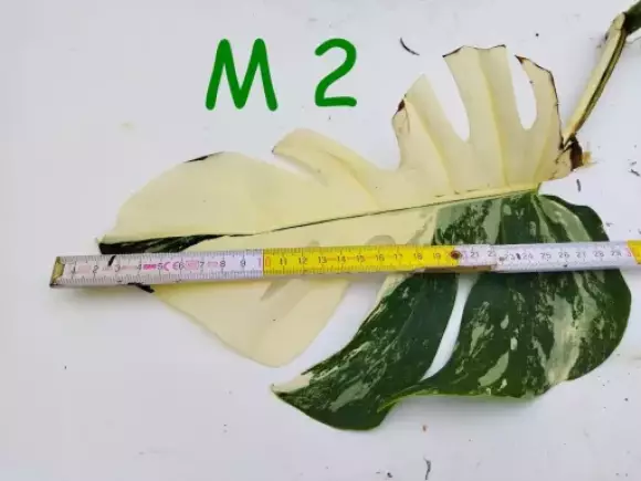 M 2.webp