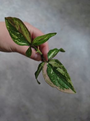 Syngonium Red Spot Tricolor Kopie