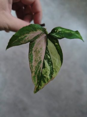 Syngonium Red Spot Tricolor Kopie