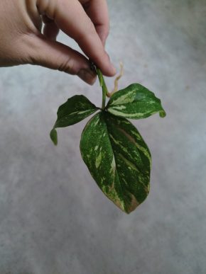 Syngonium Red Spot Tricolor Kopie