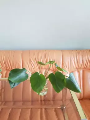 Monstera Deliciosa - již bohatě kořenící  řízek