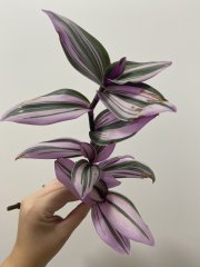IMG_4058.jpeg