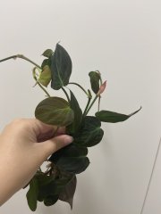 IMG_4067.jpeg