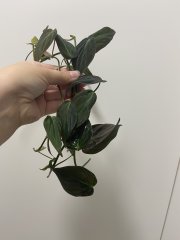IMG_4068.jpeg