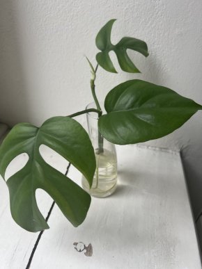 Monstera minima