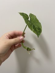 IMG_4115.jpeg