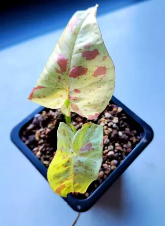 IMG_20231016_100732.webp
