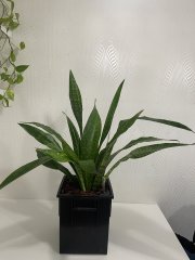 IMG_5741.jpeg