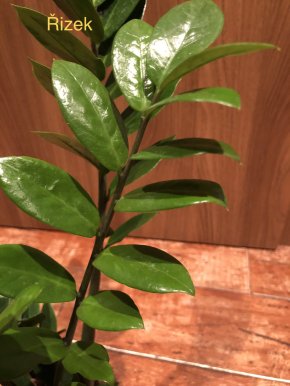 Zamioculcas.Čerstvý řizek .