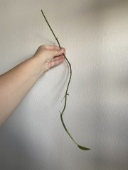 IMG_4262.jpeg