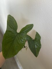 IMG_4273.jpeg