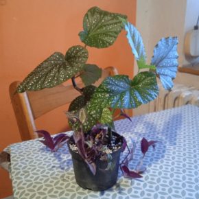 Begonia maculata